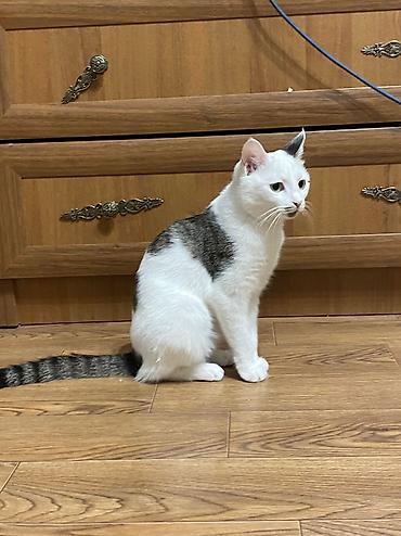 сколько кошек в кыргызстане: Кошка даром: Беспородная, 2 года, Девочка, Кастрирована, Приучена к лотку, Проглистована — 5