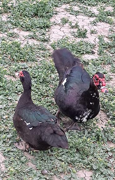 Ördəklər: Erkək, Damazlıq, Pulsuz çatdırılma — 1