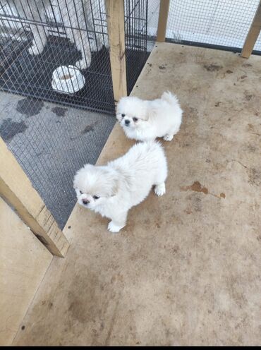 İtlər: Pekines, 2 ay, Erkek