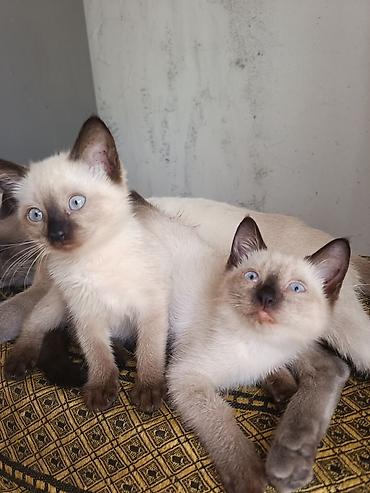british pisik qiymeti: Siam — 1