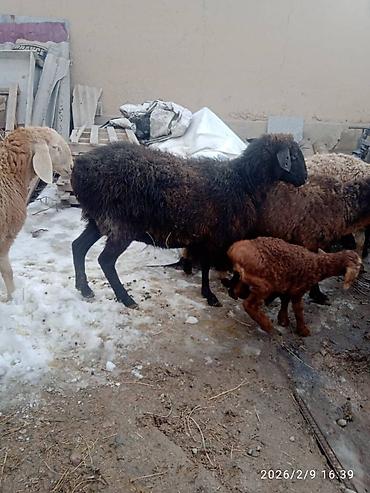 Баран, овца: Продаю | Баран (самец) | Для разведения | Матка — 17