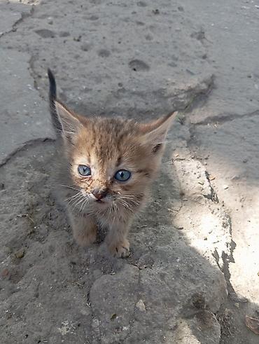 Отдам даром кошку: Отдам в хорошие руки 4-х котят.Родились 12 августа.Два мальчика:один — 4