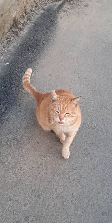 бенгальская порода: 7 месяцев, Мальчик, Рыжий, Кастрирована, Приучена к лотку