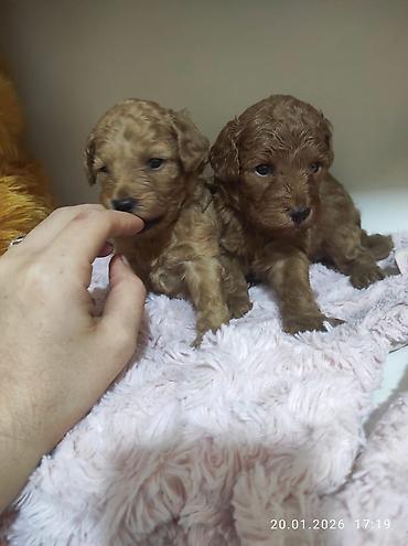 İtlər: Pudel — 9