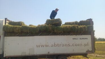 эспарцет семена купить: Уруктар тоют өсүмдүктөрүнүн: Беде