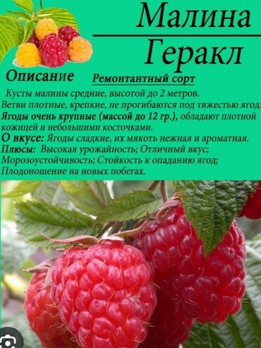 продаю одежда: Уруктар жана көчөттөр Малина, Акысыз жеткирүү