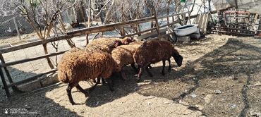 K/t heyvanları üçün mallar: Quzu, Erkək, Qala, ay: 7, 35 kq, Damazlıq, Ətlik, Ünvandan götürmə