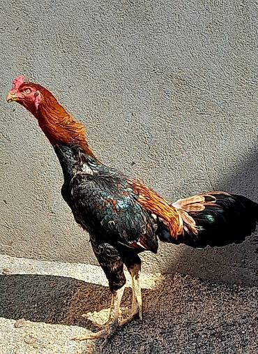 tutuquşu satışı: Heyratı xoruz satılır. Cinsi brazil, 1 yaş 6 aylıqdır. Bala almışam — 1
