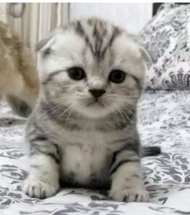 сиамские кот: Очень хочу такого котика даром от 1 до 2 месяцев, если есть напишите