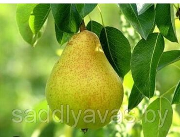 садовый вар купить: Алмуруттар Дүңүнөн, Өзү алып кетүү, Акылуу жеткирүү