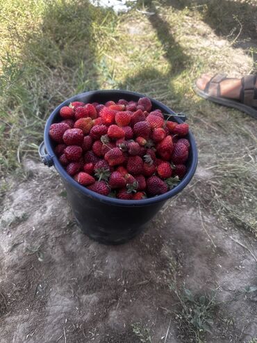 Теплицы: Местная свежая Клубника 🍓 🍓🍓🍓 Ведро 3кг———400с Доставка по городу