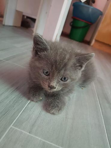 Кошки: Шотландские котята, окрас сплошной серый (blue). На выбор — малыши с — 4
