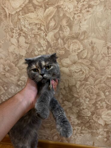 Кошки: Шотладская вислоухая, Самка