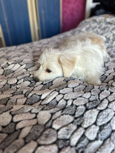 i̇tlər pitbul: Malta bolonka, 9 ay, Erkek, Peyvəndli, Ünvandan götürmə