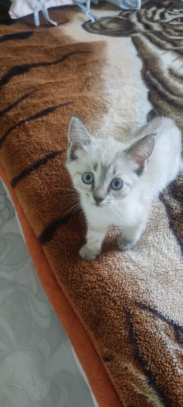 Отдам даром кошку: Кошка даром: Сиамская, 2 месяца, Девочка, Приучена к лотку, Проглистована