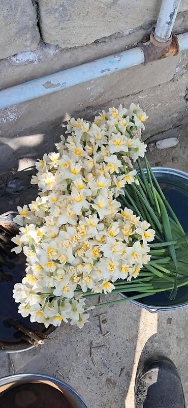 gullerin adlari: Məhsul: Nərgiz (Narcissus) – soğanlı çoxillik çiçək Təsvir: - Açıq — 1