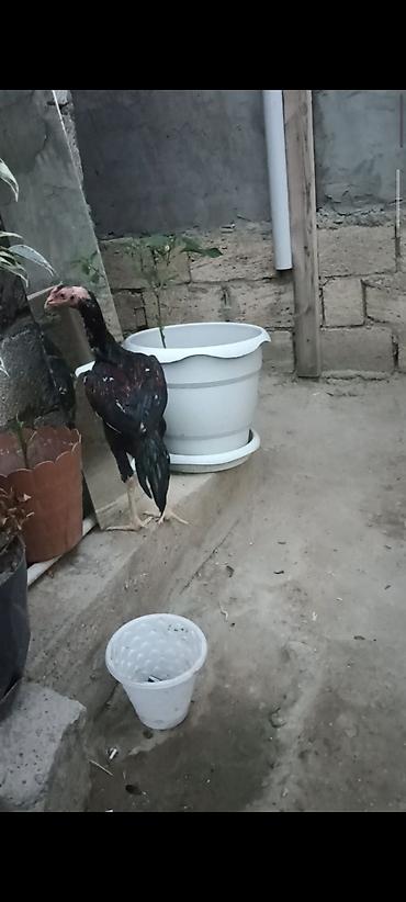 hind quslari: 4 ayndad şər yazmaqa Etyac yoxdu Atasnın döyüş vidyosu var - Uzun — 1