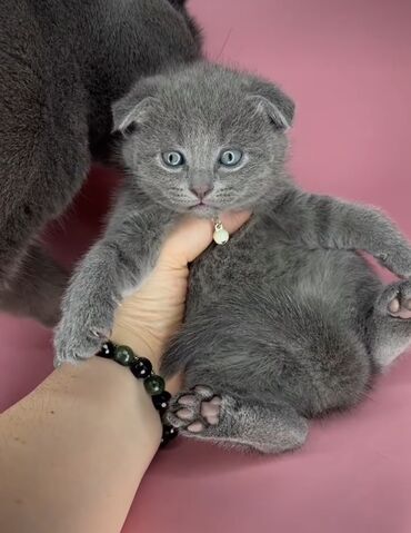 кошка с разными глазами: Скотиш Фолд (Шотландская вислоухая), 2 месяца, Мальчик, Голубой, Приучена к лотку, Проглистована