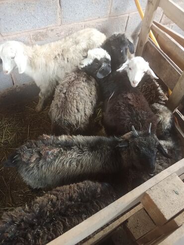 молочные оборудование: Продаю | Ягненок | Полукровка | Для разведения