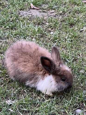 Декоративные кролики: Декоративные кролики (длинношёрстные, тип львиноголовый/карликовый) — 6