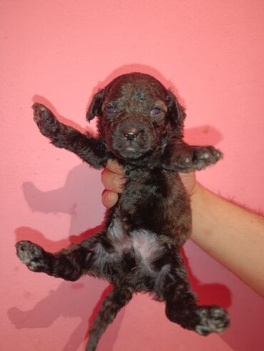 Digər kənd təsərrüfatı heyvanları: Pudel balaları satılır. iki həftəlikdililər. 1 ay yarımında götürə — 16