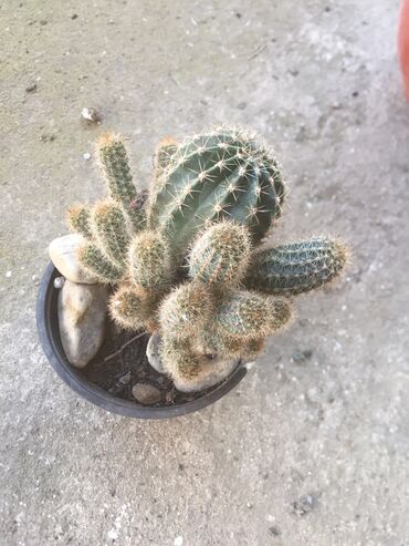 Kaktus: Kaktusi vise vrsta — 10