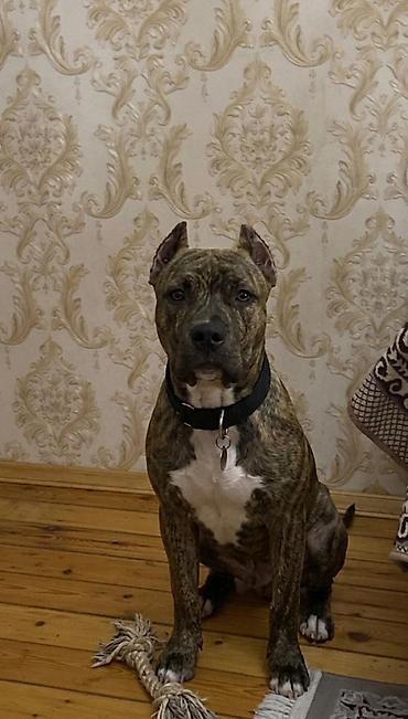 etibarlı əllərə verilir it: Pitbul, 6 ay, Dişi, Peyvəndli, Ünvandan götürmə — 1