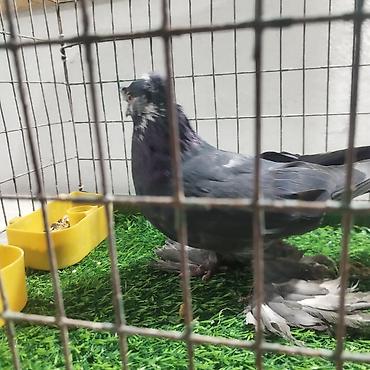 Другие с/х животные: Породистые декоративные голуби. Описание: - Порода — 3