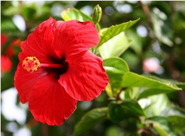 dib: Dibçəkdə Kitayski Roza(Hibiscus) satılır qiymət 30 m