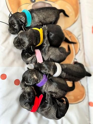 Psi: Patuljasti Snaucer Biber so boja 5 zenki 1 muzjak Stenad su iz — 1