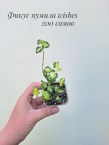 Фикустар: 🪴 Фикусы разных сортов в продаже. 🌿 Названия сортов и цены указаны на — 5