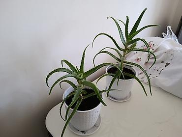 алое: Алоэ (Aloe vera) в горшках. Продаю алоэ. Длинное алое 600 сом — 3