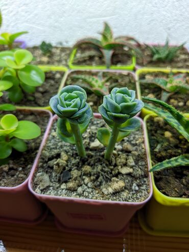 Otaq bitkiləri: Sukkulentlər. Sağlam və dözümlü bitkilərdi. Uzun müddət susuz qala — 23