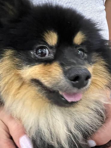 Продажа собак: Шпиц, 2 года, Самец, С прививкой — 3