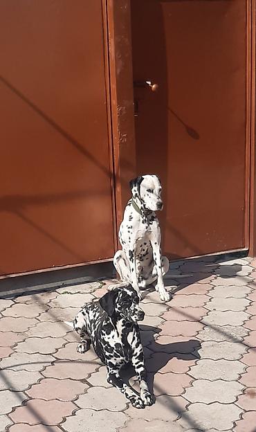 продаю кур: Продаю щенков долматинцев. родители на фото — 2