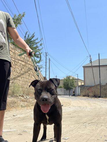 it coban: Pitbul, 2 il, Erkek, Sənədli, Ünvandan götürmə