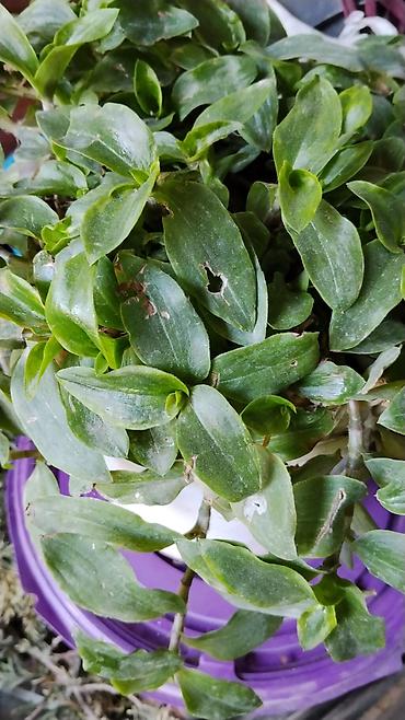 das meer: Традесканция (Tradescantia fluminensis/сп. «зелёная» с фиолетовой — 3