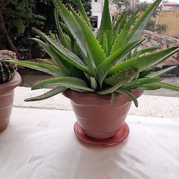 kiraye 1 otaq evler: Aloe vera (succulent) – saksıda - Bitki: Aloe vera (qalın, ətli — 1