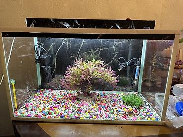 akvarium baki: Akvaryum dəsti tecili satilir ela vezyetdedi 68/40/35 texmini 80 litr — 1