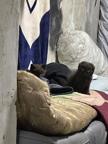саванна кошка купить: Пушистый котёнок вислоух, окрас — дымчато‑чёрный. Ищет заботливый — 2