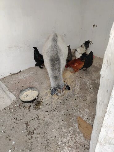 Козы, козлы: Продаю | Коза (самка), Козлёнок | Для разведения, Для молока | Котные — 8