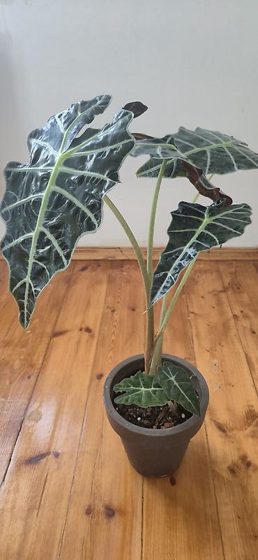 yaz gulleri sekilleri: Alocasia Polly. Böyük ölçü. 2 köklü. Bazar günü metro üstüne çatdırıla — 3