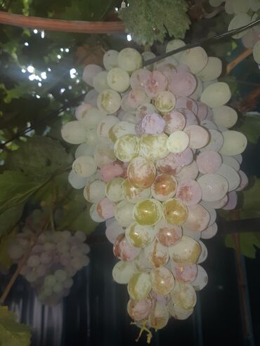 Канцтовары: Продаём хорошую недвижимость сами хозяева в городе!!! Больше фото at lalafo.kg — 24 Канцтовары: Продаём хорошую недвижимость сами хозяева в городе!!! Больше фото — 24