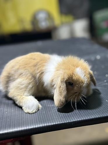 dovşan satılır: Mini Lop (asqılıqulaq) balaları - Cins: Mini Lop (asqılı qulaqlar — 7