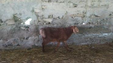 Баран, овца: Продаю | Ягненок — 6