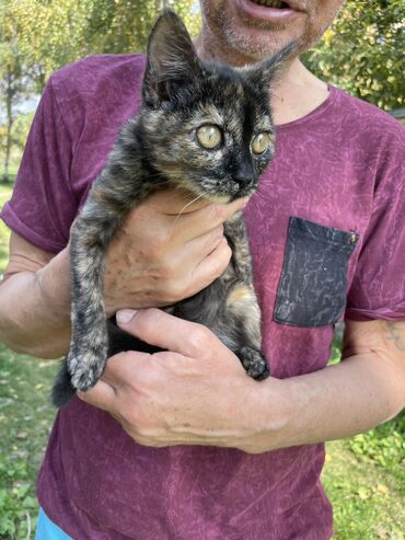 лекарство для животных: 😻😻😻 Только в самые заботливые и искренне любящие кошек руки продадим