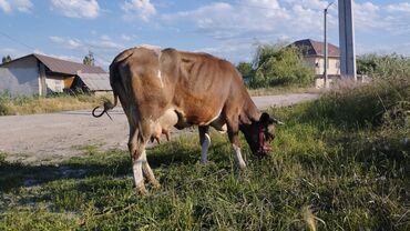 коровы и быки: Продаю | Корова (самка) | Алатауская | На забой, Для разведения, Для молока | Племенные, Осеменитель, Стельные