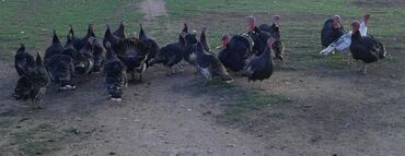 Индюки: Продаю | Индюк (самец) | Для разведения | Племенные — 2