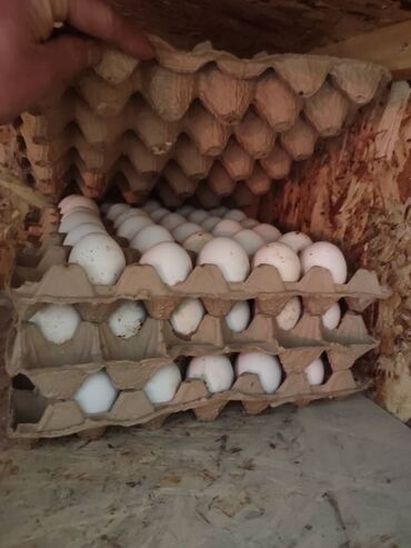Куры, петухи: Продаю | Цыплята, Инкубационные яйца | Леггорн | Для разведения, Несушки — 4