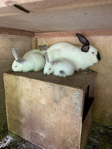 karlik dovşanlar: Salam kalfor ana bogaz dovşan satılır 60 aznbalada var satışda bir